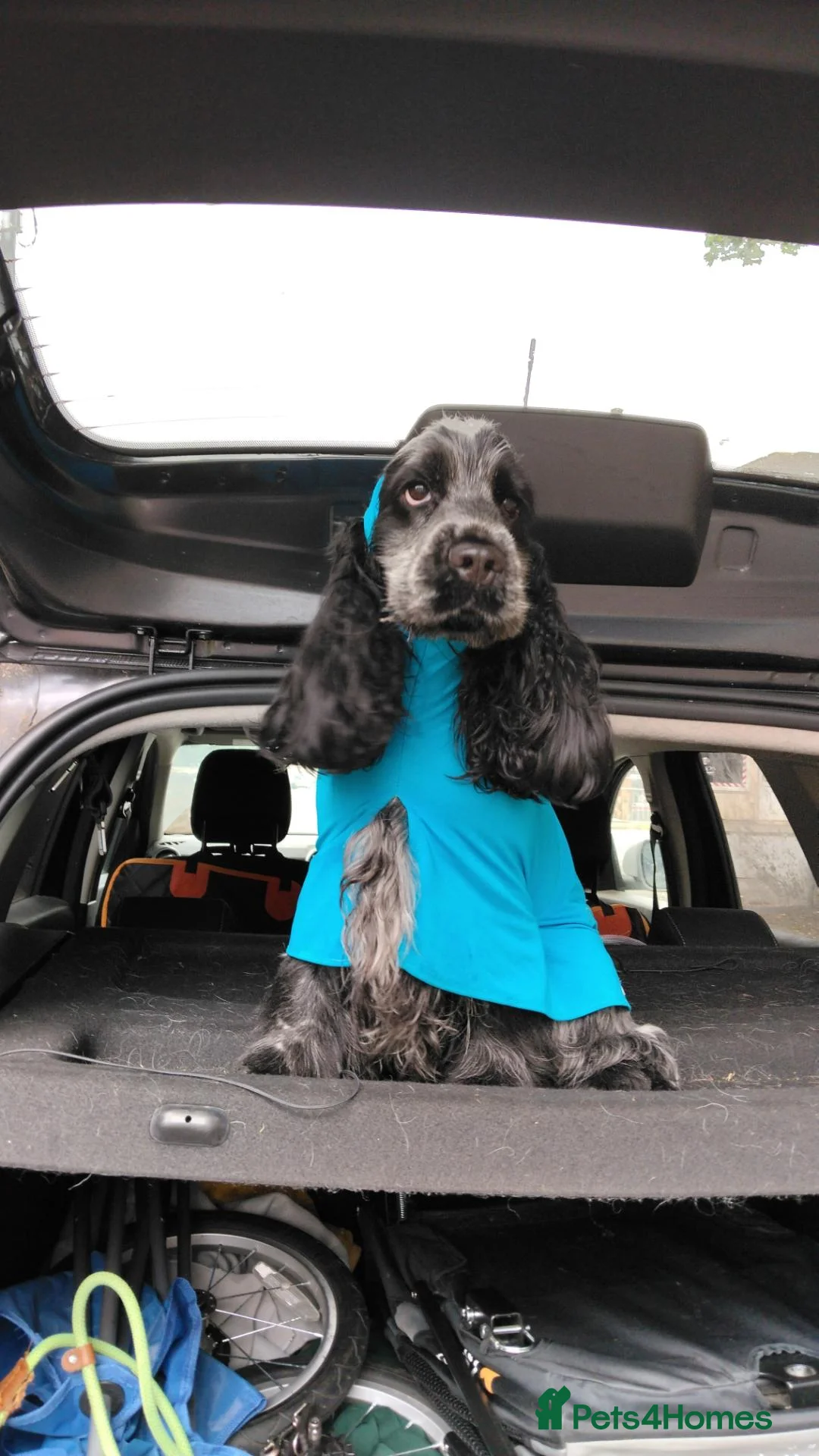 Cocker Spaniel dogs for stud: Blue roan show cocker (KC registered) - Advert 3