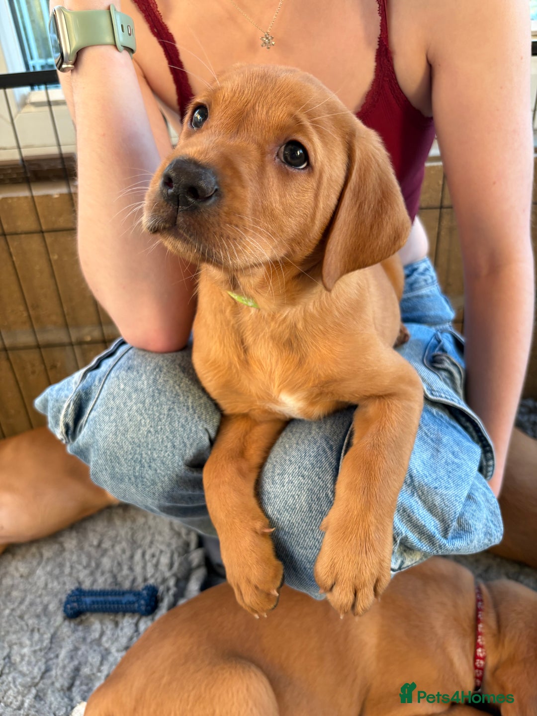 Labrador Retriever dogs for sale: Fox Red Labrador puppies Fully KC registered  - Image 4