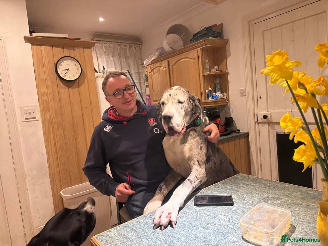 Great Dane dogs for sale: Crufts winner 2026 is for sale with mum - Advert 12