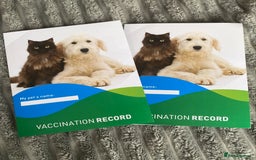 Dachshund dogs for sale:  Only one girl left 💕SOLD  - Image 25