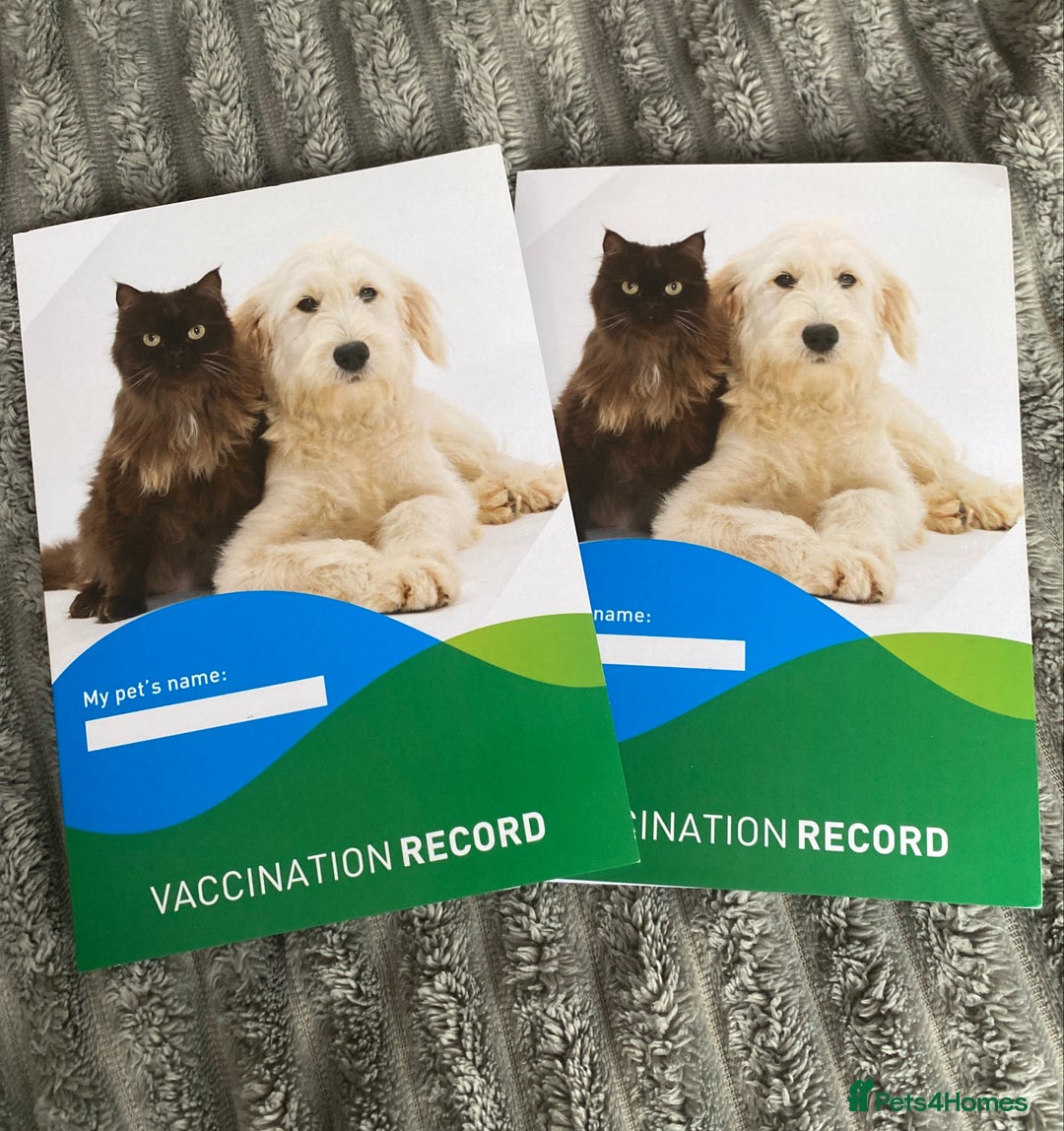 Dachshund dogs for sale:  Only one girl left 💕SOLD  - Image 25