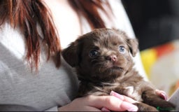 Chihuahua dogs for sale: 💙🐾🐶KC registered long coat boy (reserved)🐾 💙  - Image 4