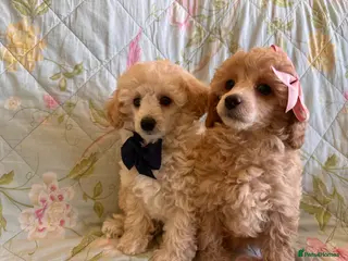 Toy Poodle dogs 🐩 extensively health tested Kc Toy poodle Puppies - Advert 5