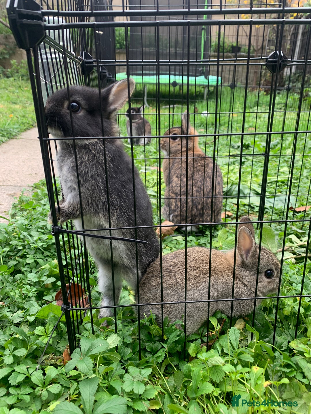 Netherland Dwarf rabbits for sale: Gorgeous Netherland Dwarf Rabbit - Advert 3