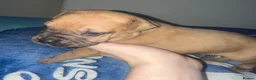 American Bull Staffy dogs for sale: 13 Stunning American bulldog staff mix puppies 😍 - Advert 17