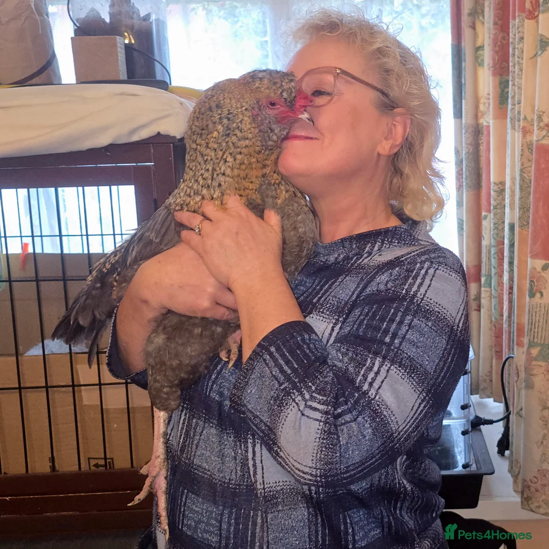 Chickens poultry for sale: Tame blue-gold Araucana cross boy - Advert 3