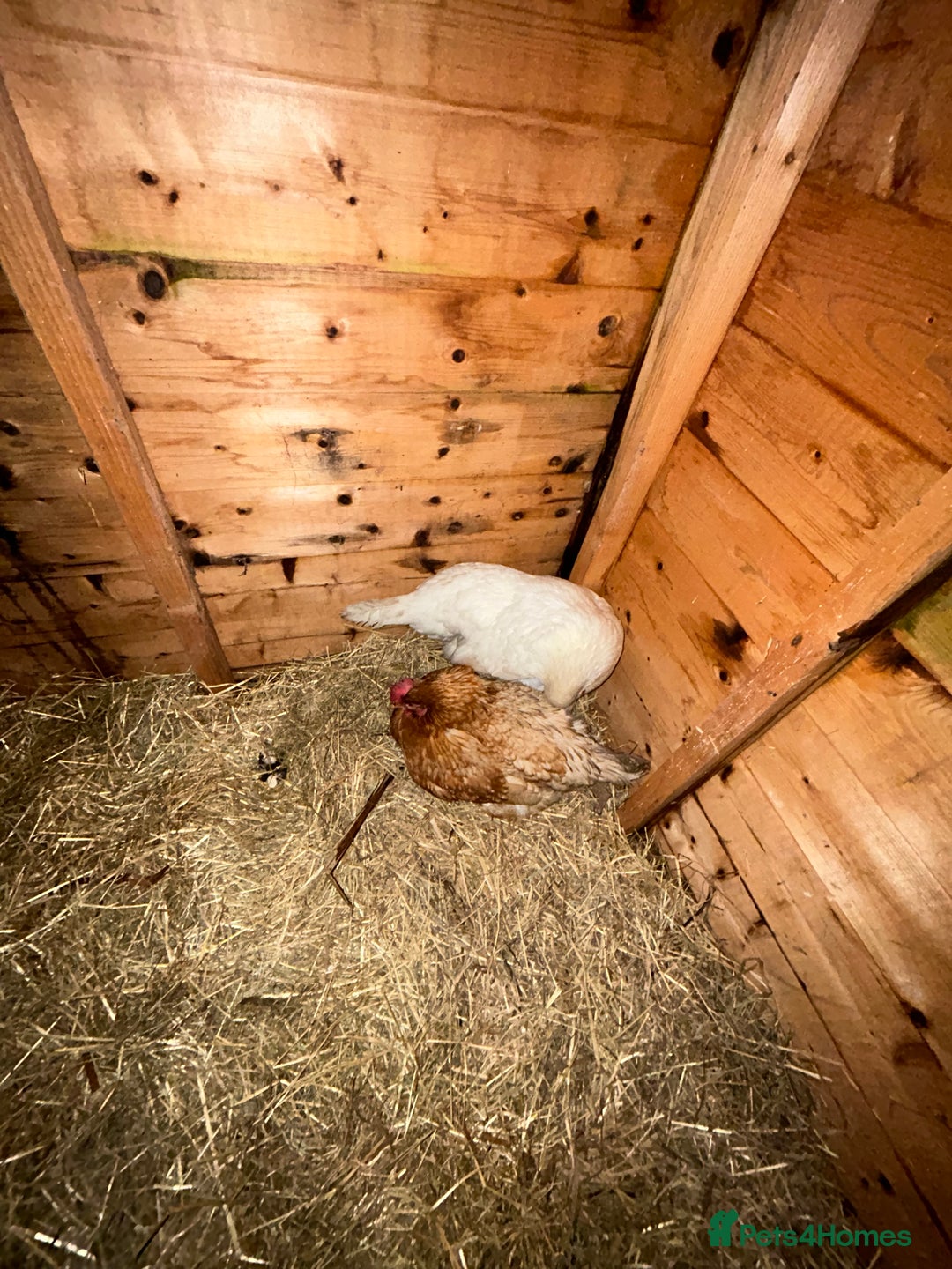 Chickens poultry for sale: 2 hens for sale  - Advert 2