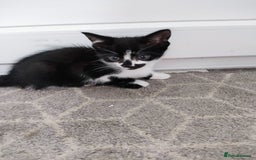 Mixed Breed cats for sale: 5 lovely kittens available  - Image 4