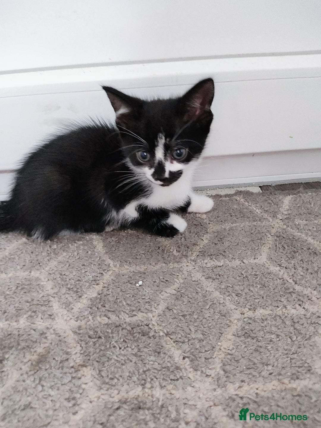 Mixed Breed cats for sale: 5 lovely kittens available  - Image 4