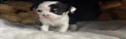 Chihuahua dogs for sale: Chihuahua puppies - Advert 5