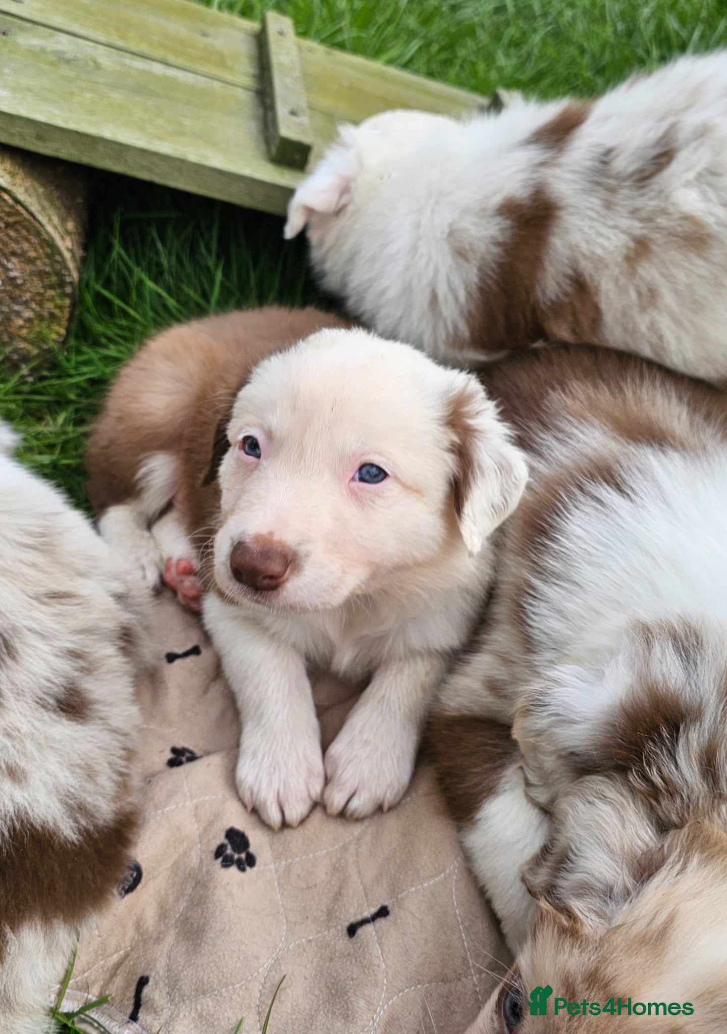 Border Collie dogs Red Merle and Red/white border collie pups - Advert 2