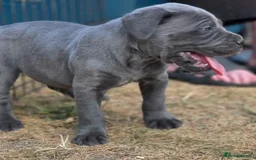 Cane Corso dogs for sale:  Stunning Cane Corso Puppies Ready - Image 2