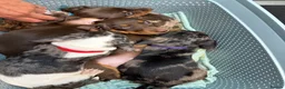 Miniature Dachshund dogs for sale: Beautiful Fully health check mini Dachshund pups - Advert 14