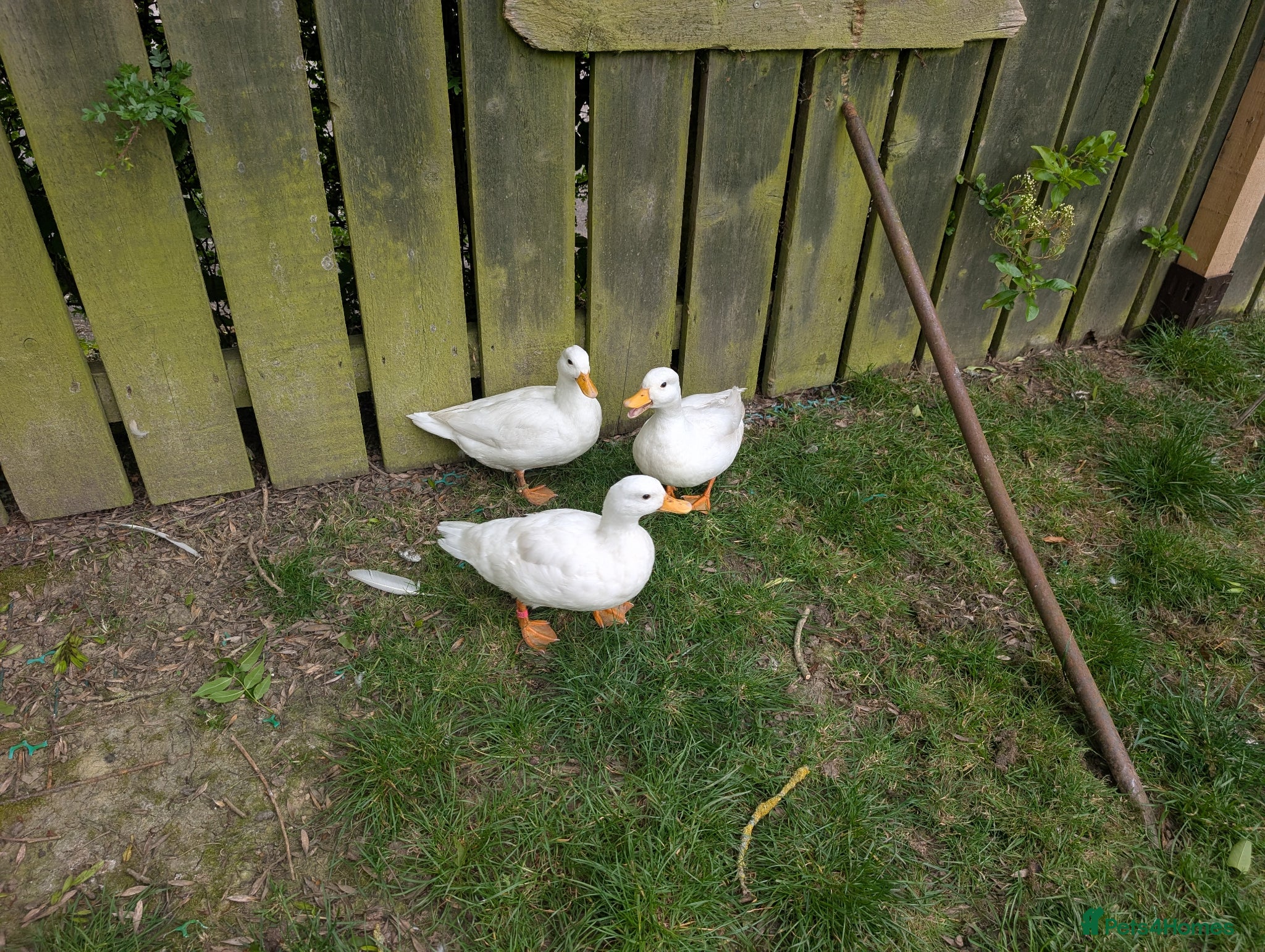 Ducks poultry Trio white call ducks  - Advert 1