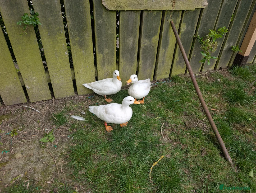 Ducks poultry for sale: Trio white call ducks  - Advert 1