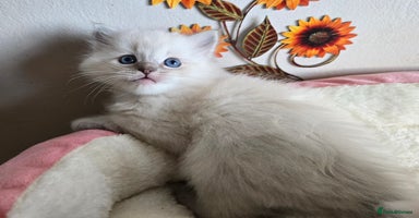 Ragdoll cats - Advert 1