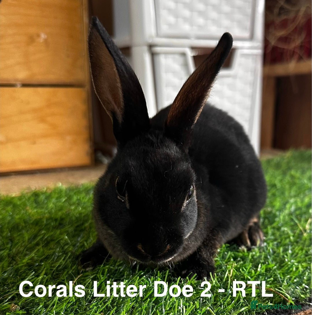 Rex rabbits for sale: Black and Tan Mini Rex  - Image 16
