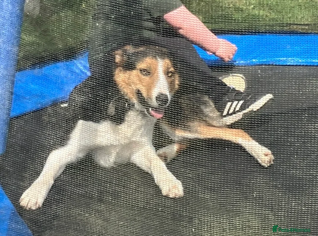 Welsh Collie dogs for sale: 2 border collie boys for sale - Advert 2