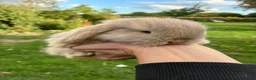 Mini Lop rabbits for sale: Beautiful pure breed mini lops - Advert 6