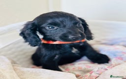 Cocker Spaniel dogs for sale: Beautiful cocker spaniels puppies for sale - Image 26