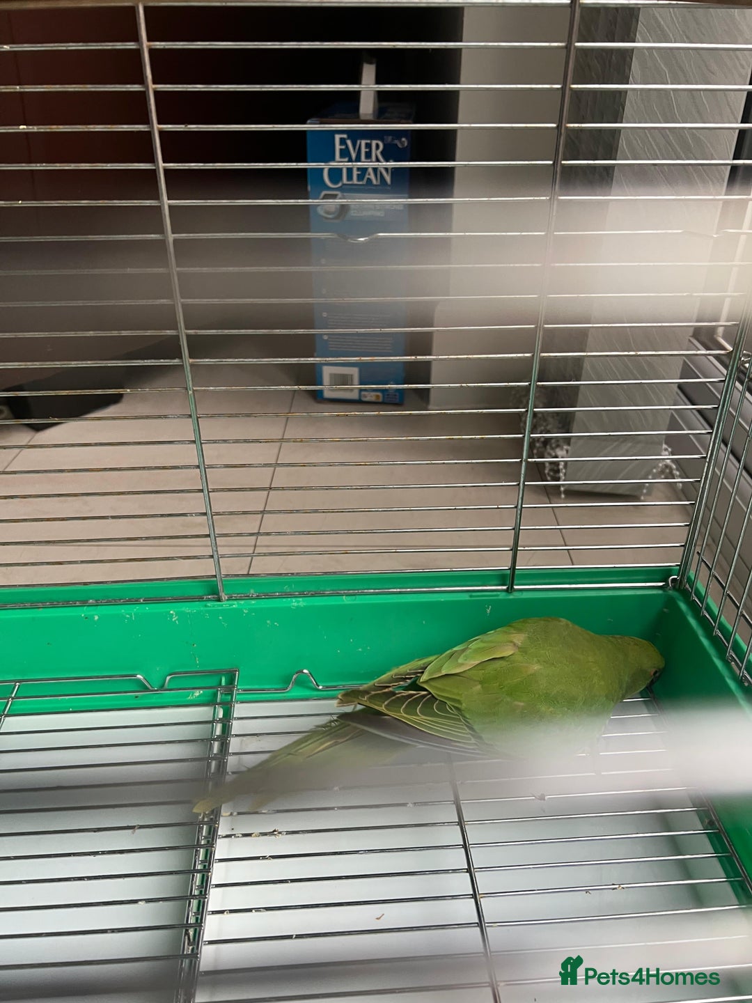 Parakeets birds for sale: Parakeet - Advert 2