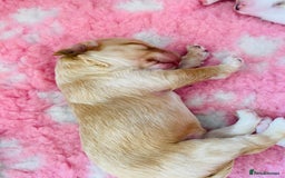 Cockapoo dogs for sale: Cocker Spaniel x Cockapoo Puppies Ready Soon  - Image 10
