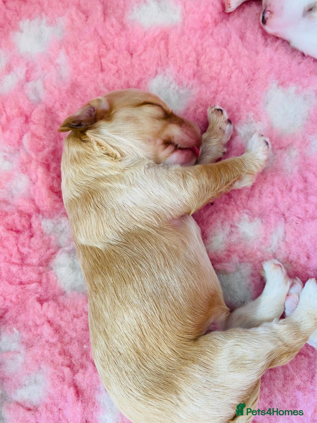 Cockapoo dogs for sale: Cocker Spaniel x Cockapoo Puppies Ready Soon  - Image 10
