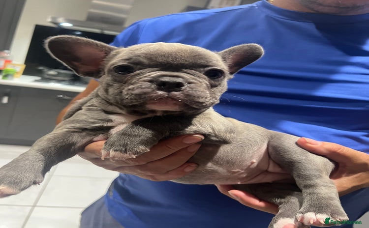 French Bulldog dogs - Advert 3