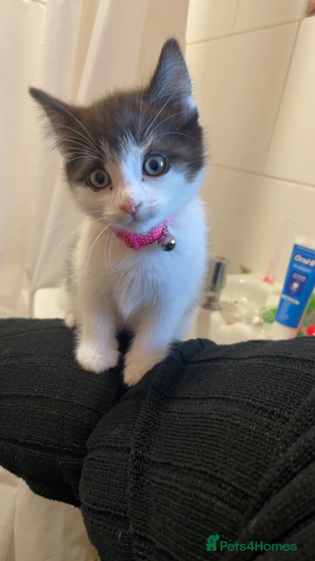 Mixed Breed cats for sale: Kitten  - Advert 2