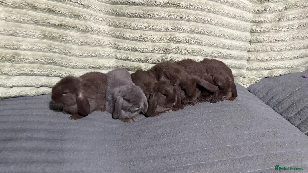 Mini Lop rabbits for sale: 💙💜Beautiful Mini Lops💜💙 - Advert 2
