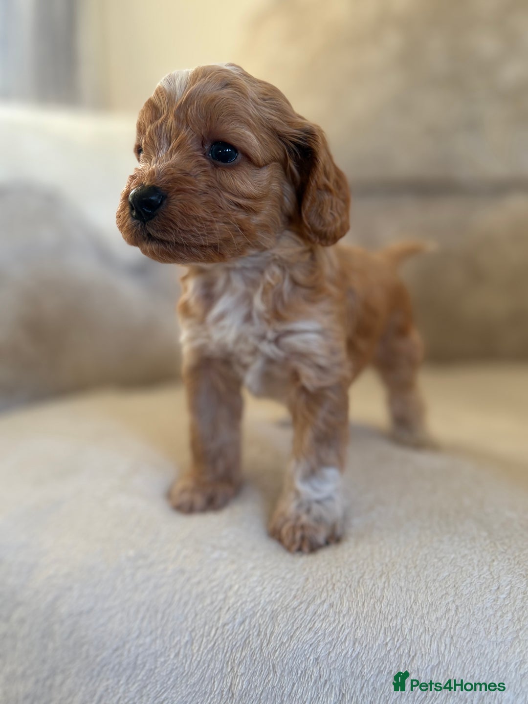 Cockapoo dogs for sale: F1 Cockapoo puppies - Advert 15