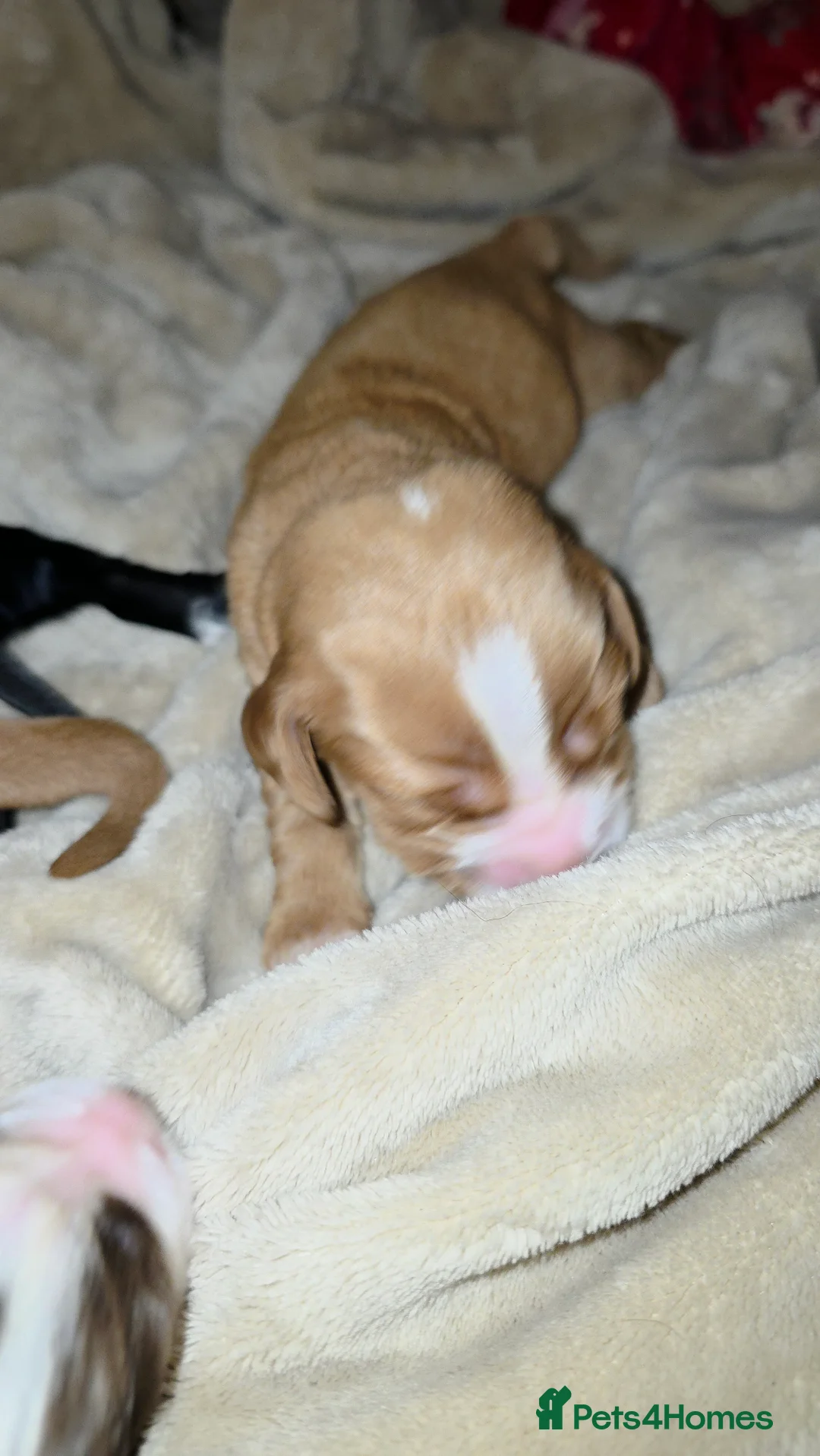 Cocker Spaniel dogs for sale: Cocker spaniel pups ready NEXT WEEK - Advert 12