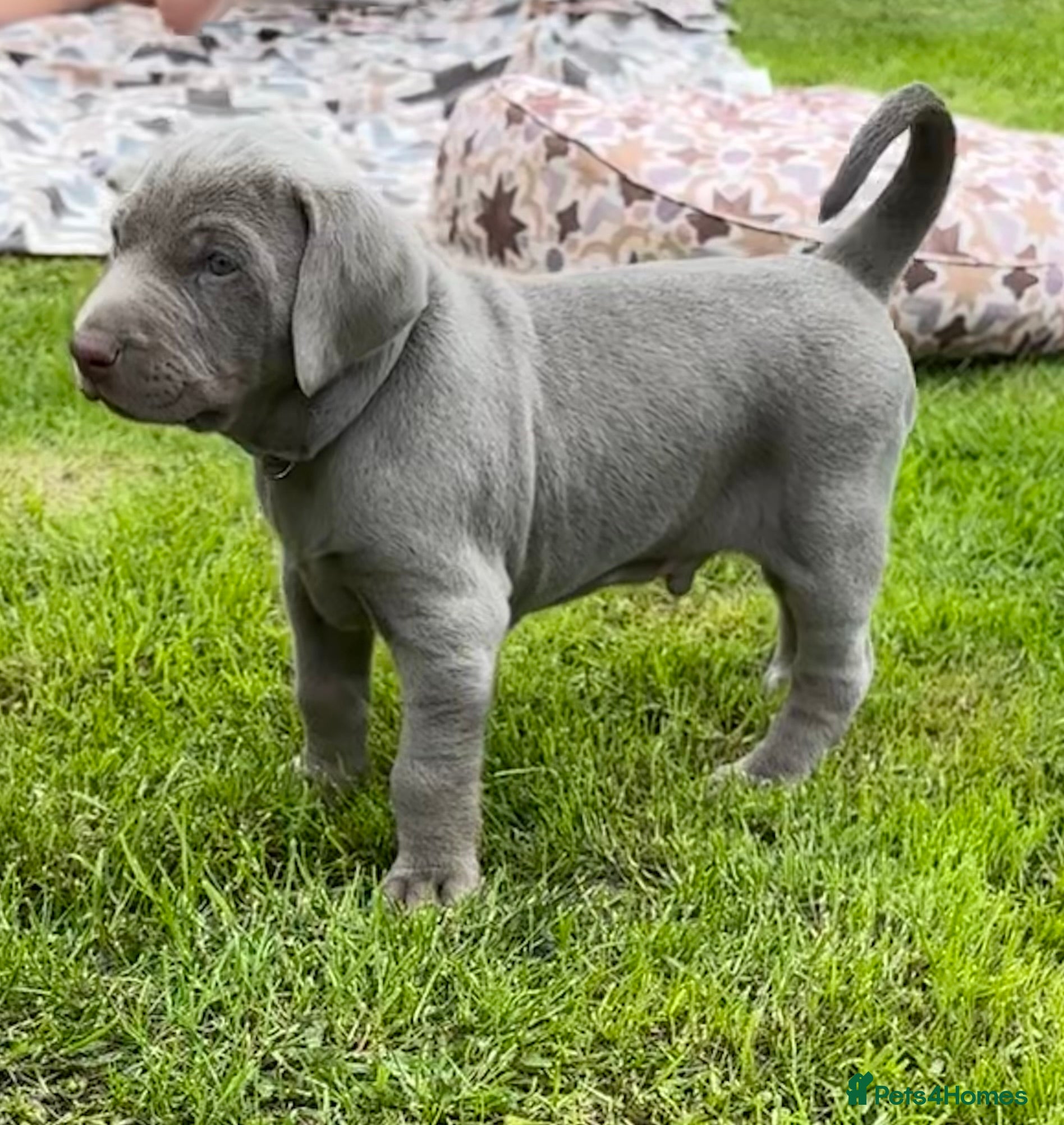 Mixed Breed dogs ADORABLE CHAMPION BLOODLINE PUPS - Advert 3