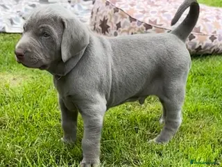 Mixed Breed dogs ADORABLE CHAMPION BLOODLINE PUPS - Advert 3