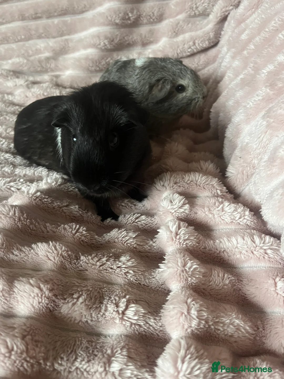 Guinea Pig rodents for sale: Mother and daughter guinea pigs in Southampton - Advert 6