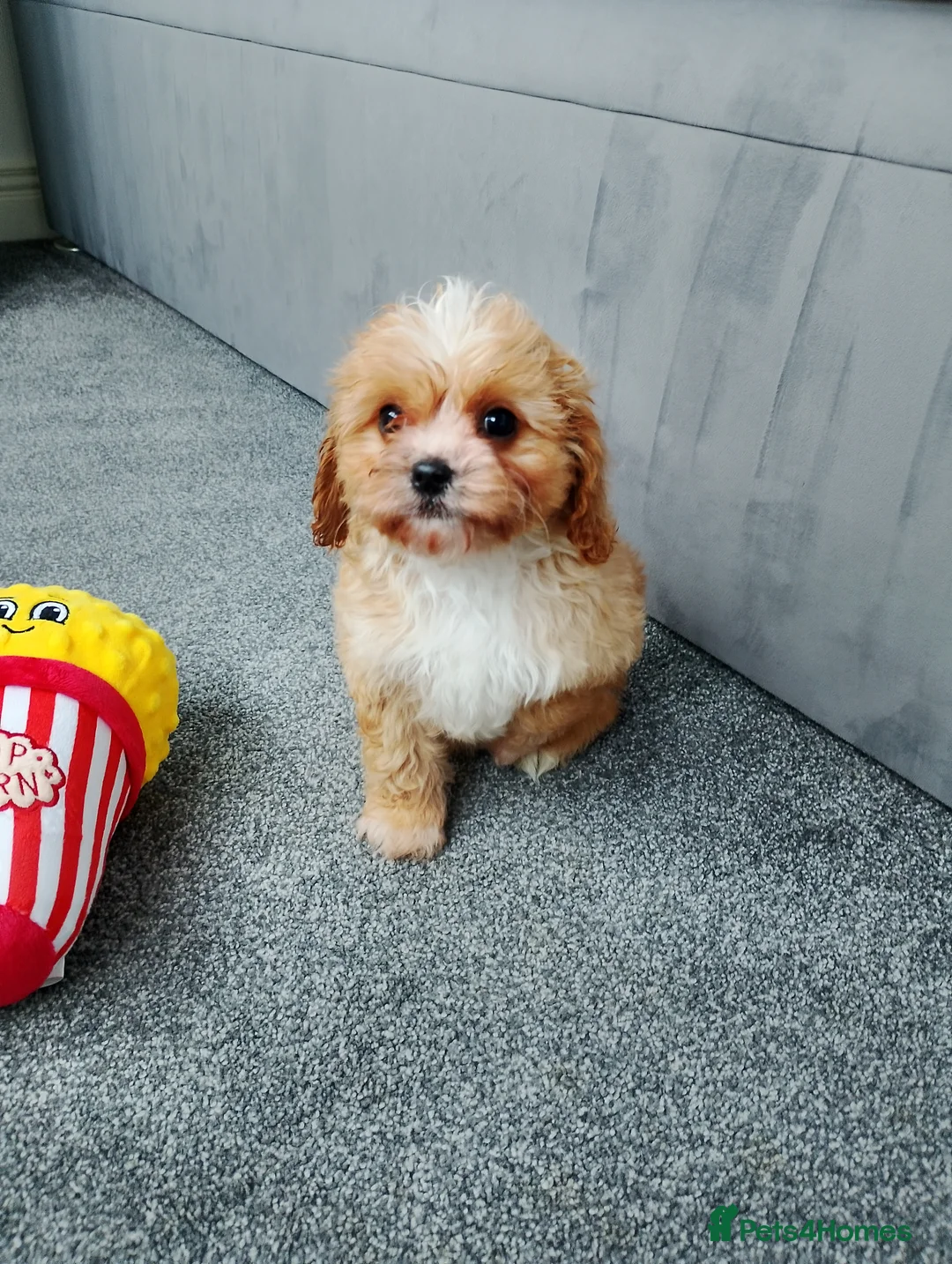 Cavapoo dogs for sale: Stunning F1 Cavapoos ready now ! - Advert 4