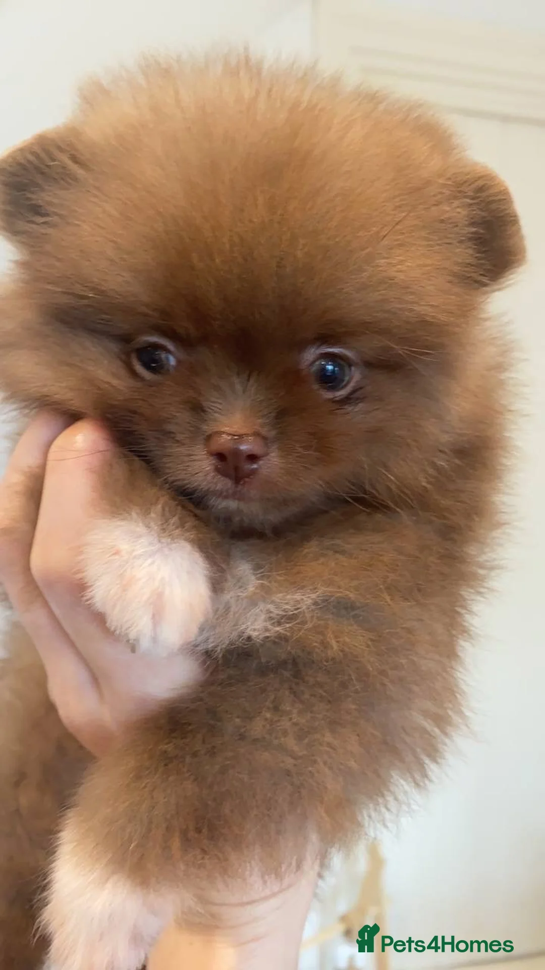 Pomeranian dogs for stud: STUD Chocolate and Tan Merle Blue Eyes Puppy Size in Guildford - Advert 26