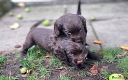 Cocker Spaniel dogs for sale: KC registered cocker spaniels - Image 19