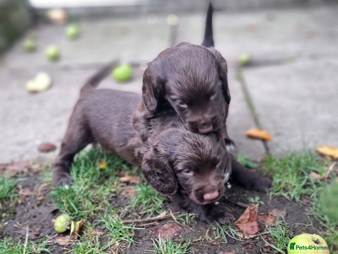Cocker Spaniel dogs for sale: KC registered cocker spaniels - Image 19
