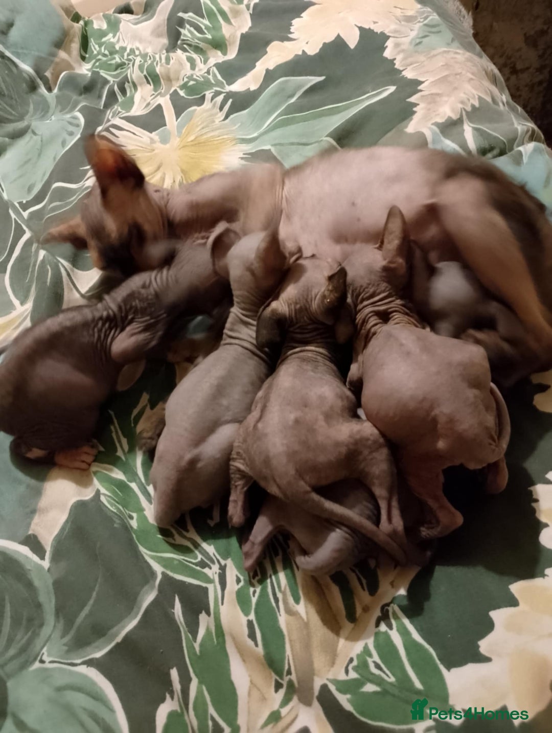 Sphynx cats for sale: 2 male & 4 female canadian sphynx looking for home - Image 11