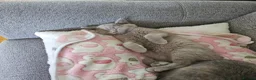 British Shorthair cats for sale: GCCF lilac boy ready to leave - Advert 12