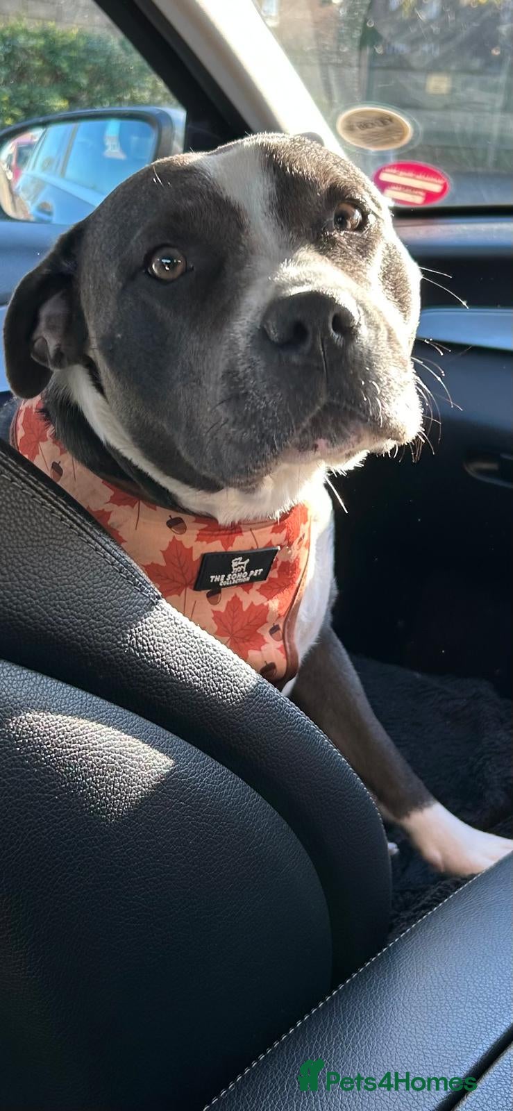 Staffordshire Bull Terrier dogs Little snowy princess  - Advert 17