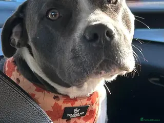 Staffordshire Bull Terrier dogs Little snowy princess - Advert 17