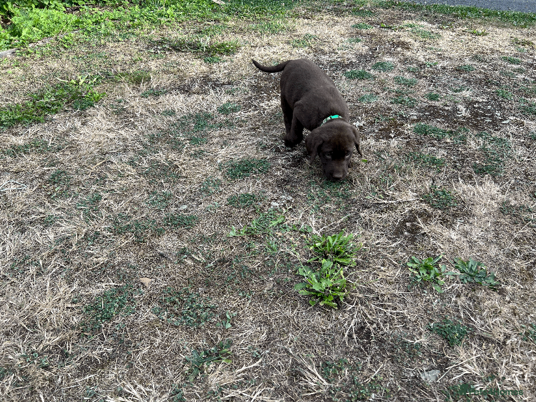Labrador Retriever dogs for sale: Labrador Puppies  - Image 18