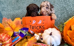 Miniature Poodle dogs for sale: Beautiful Miniature Poodle pups  - Image 14