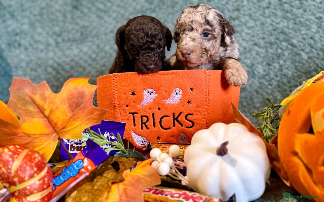 Miniature Poodle dogs for sale: Beautiful Miniature Poodle pups  - Image 14