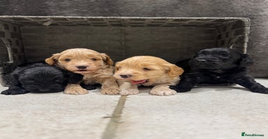 Cockapoo dogs - Advert 7