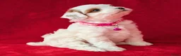 Cavapoo dogs for sale: All puppies reserved. - Advert 14