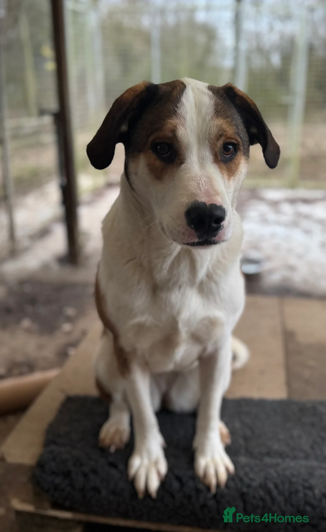 Mixed Breed dogs for adoption: Maya & Luca still waiting for you to see them 💔 - Advert 9