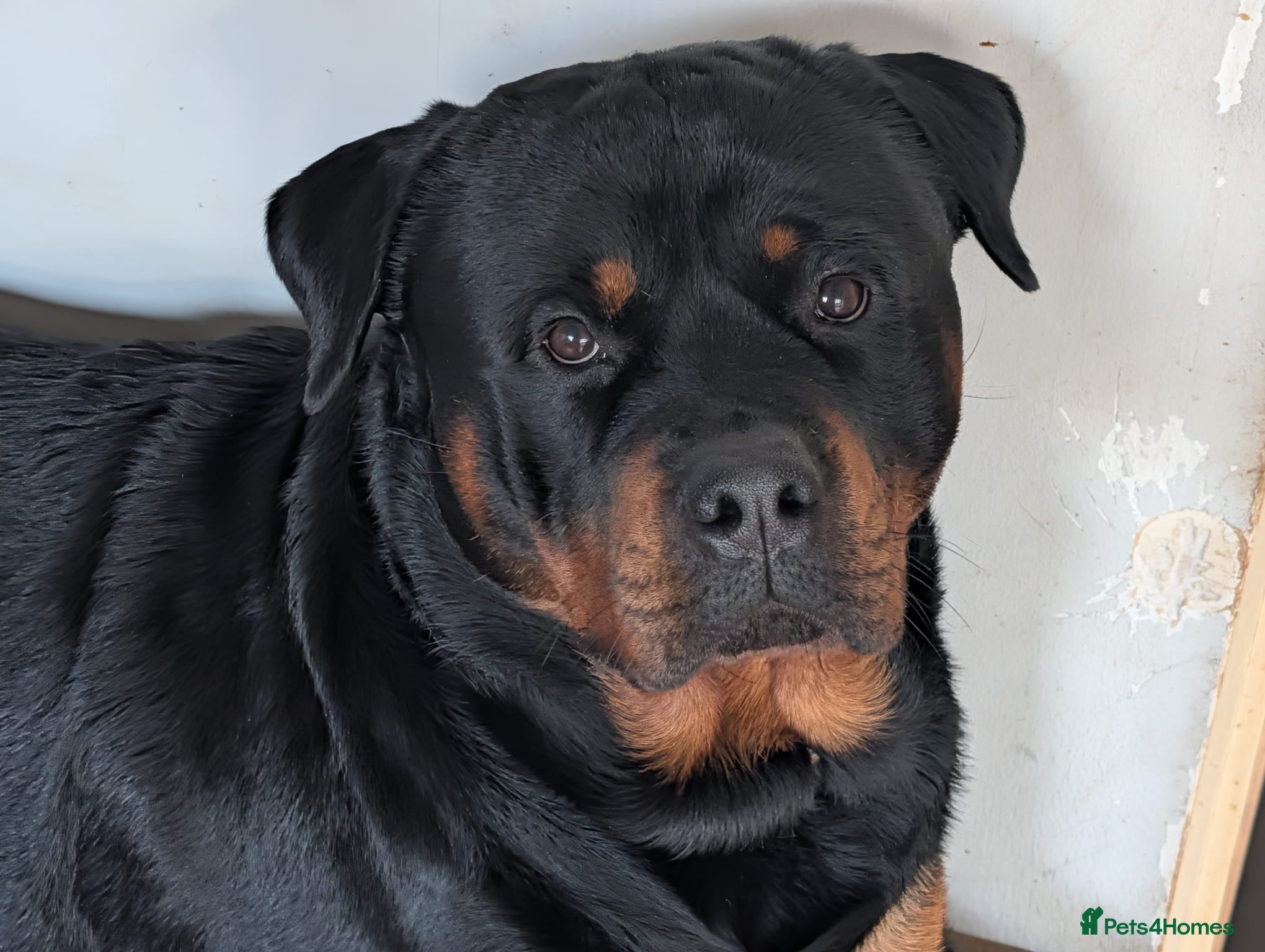 Rottweiler dogs Azrael KC Registered Health Tested Proven Stud - Advert 11